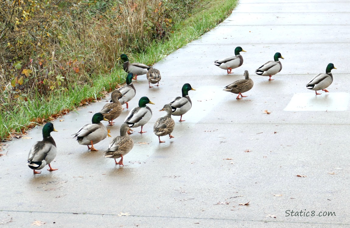 Mallards walking along the bike path