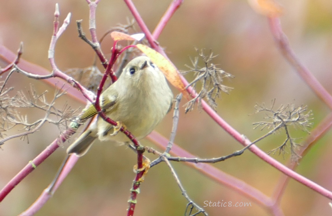 Ruby Crown Kinglet