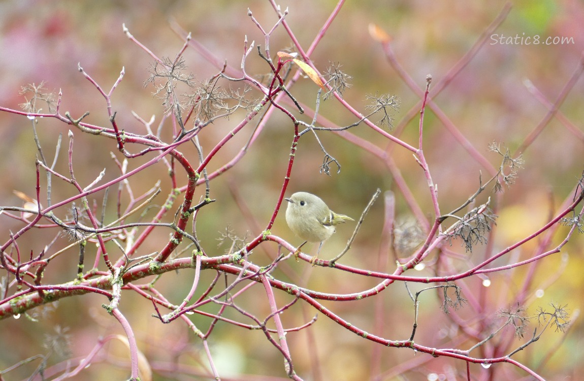 Ruby Crown Kinglet standing on a red twig