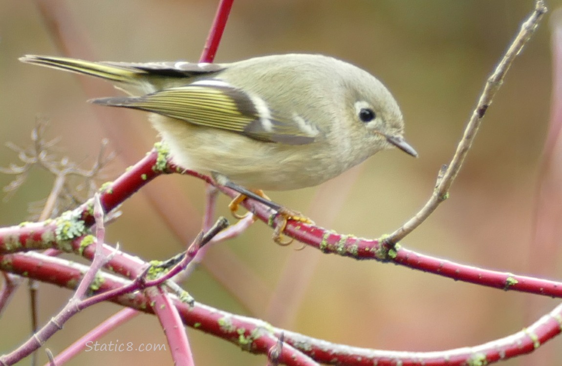 Ruby Crown Kinglet