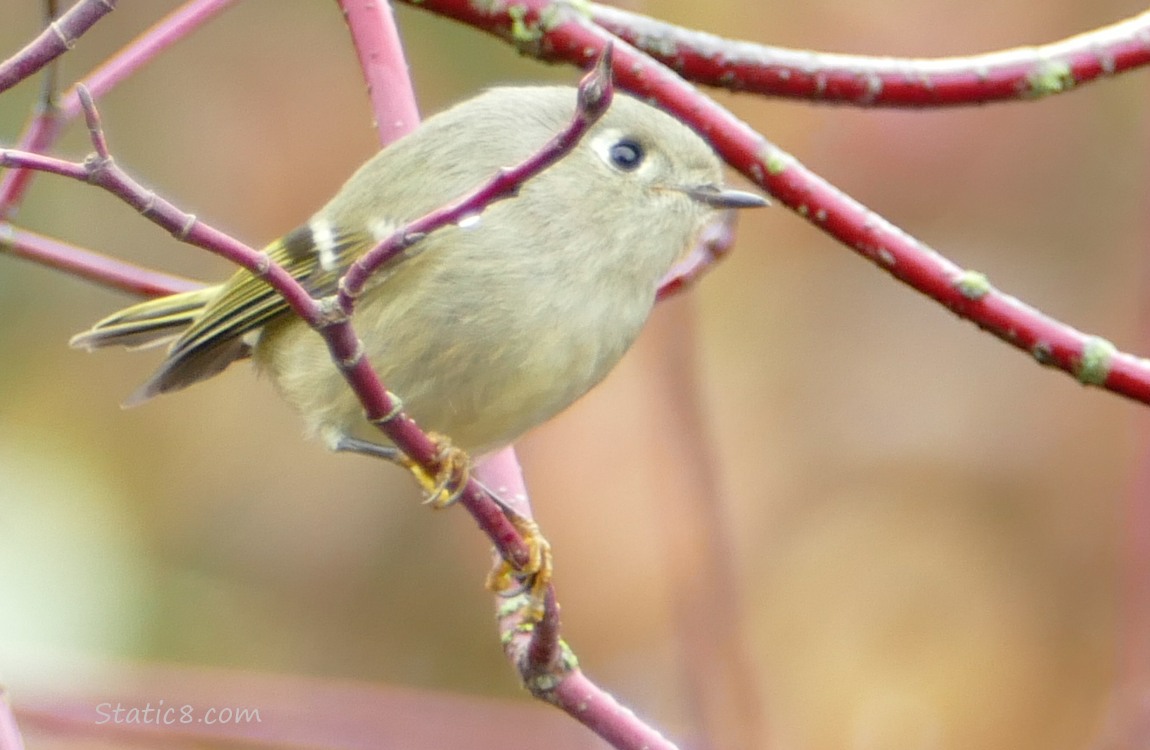 Ruby Crown Kinglet standing on a red twig