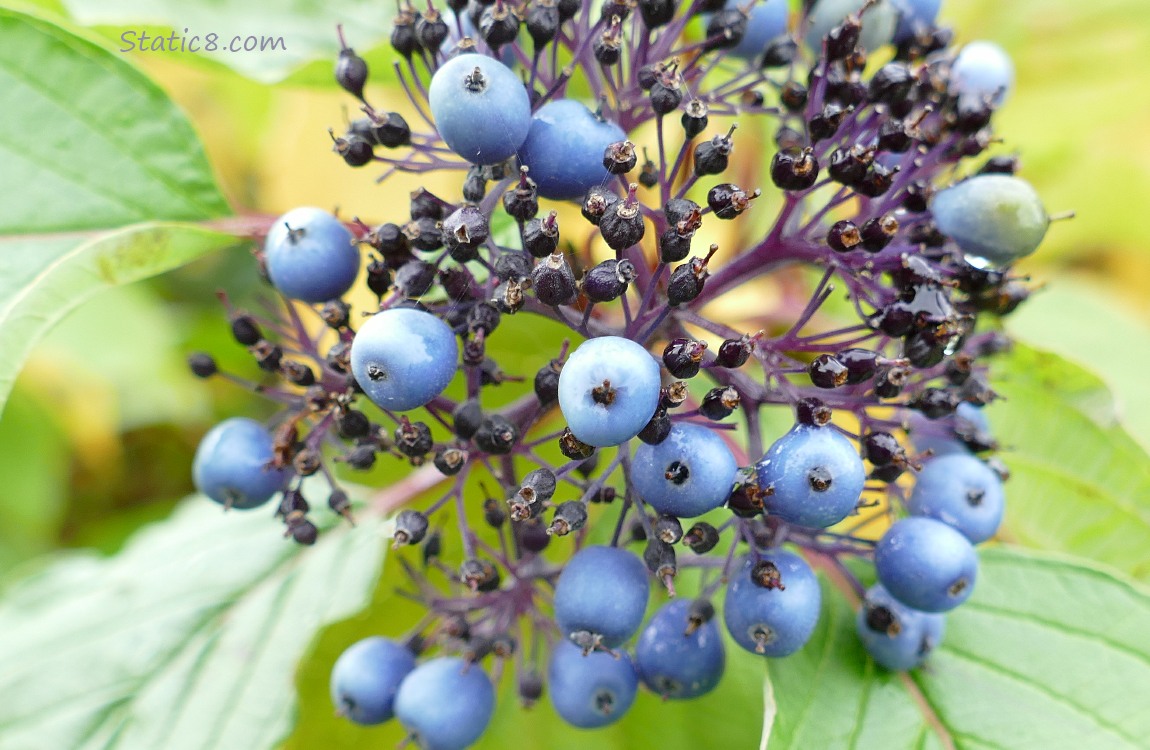 Silky Dogwood berries on the tree