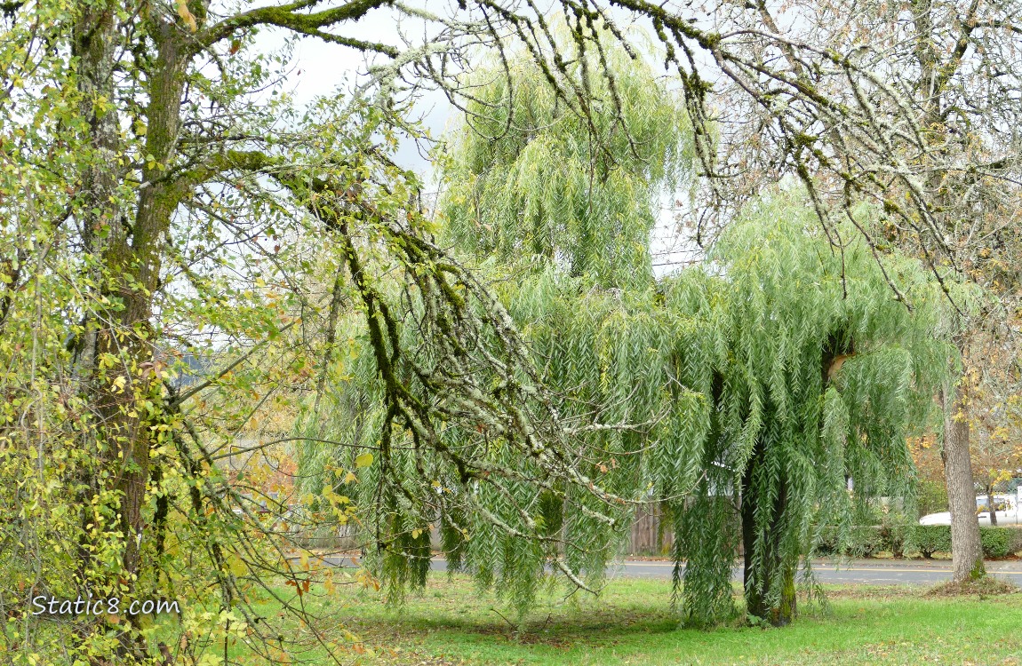 Stumpy the Willow Tree