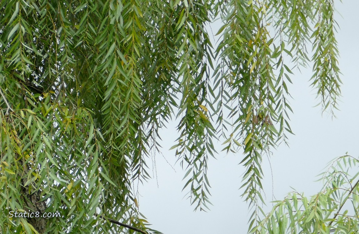 Willow leaves hanging down