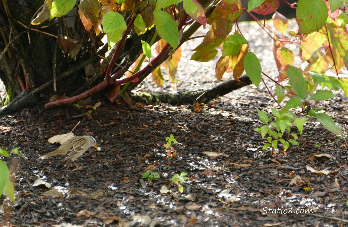 White Crown Sparrow under a bush