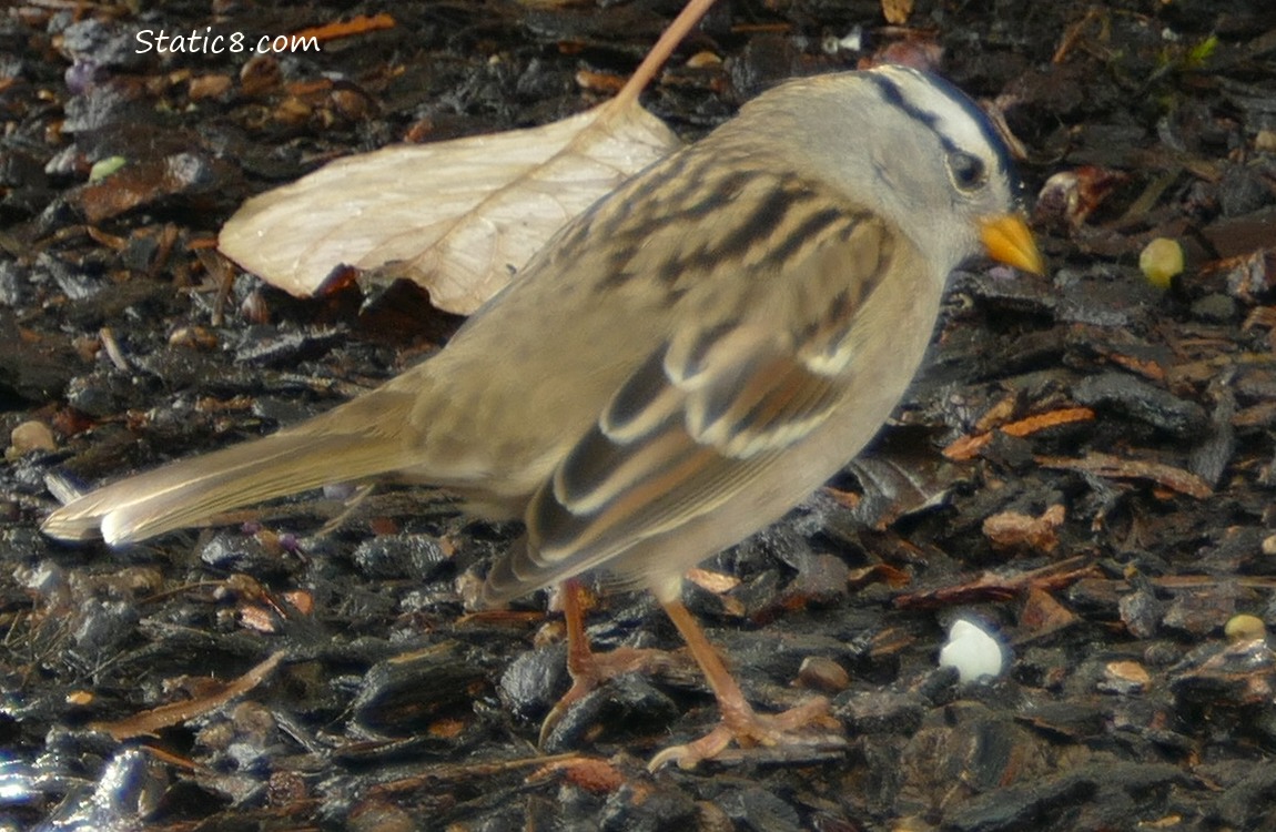 White Crown Sparrow looking at the Snowberry she threw down