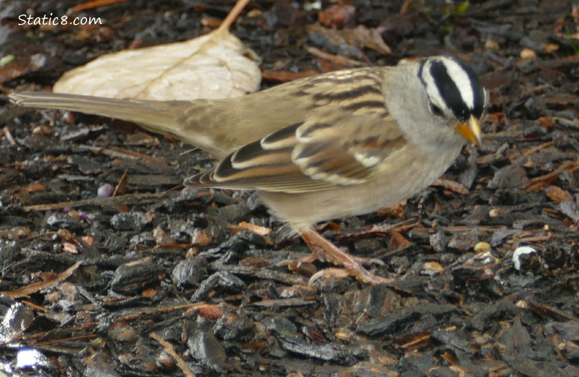 White Crown Sparrow has thrown the Snowberry down again