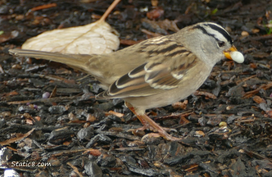 White Crown Sparrow holding a Snowberry in her beak