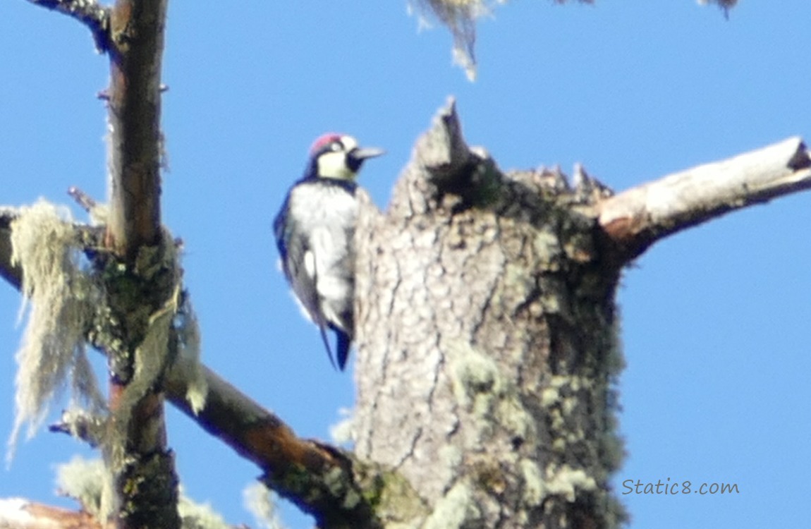 Acorn Woodpecker standing at the top of a snag