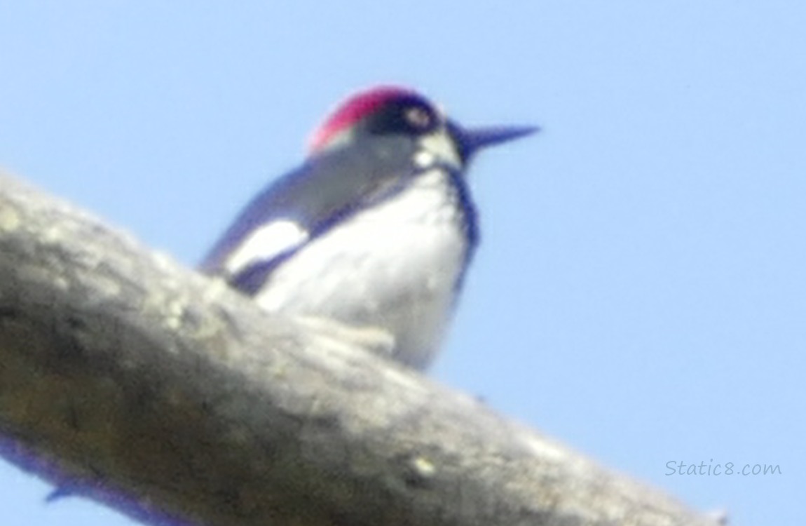 Acorn Woodpecker standing on a branch looking off into the distance