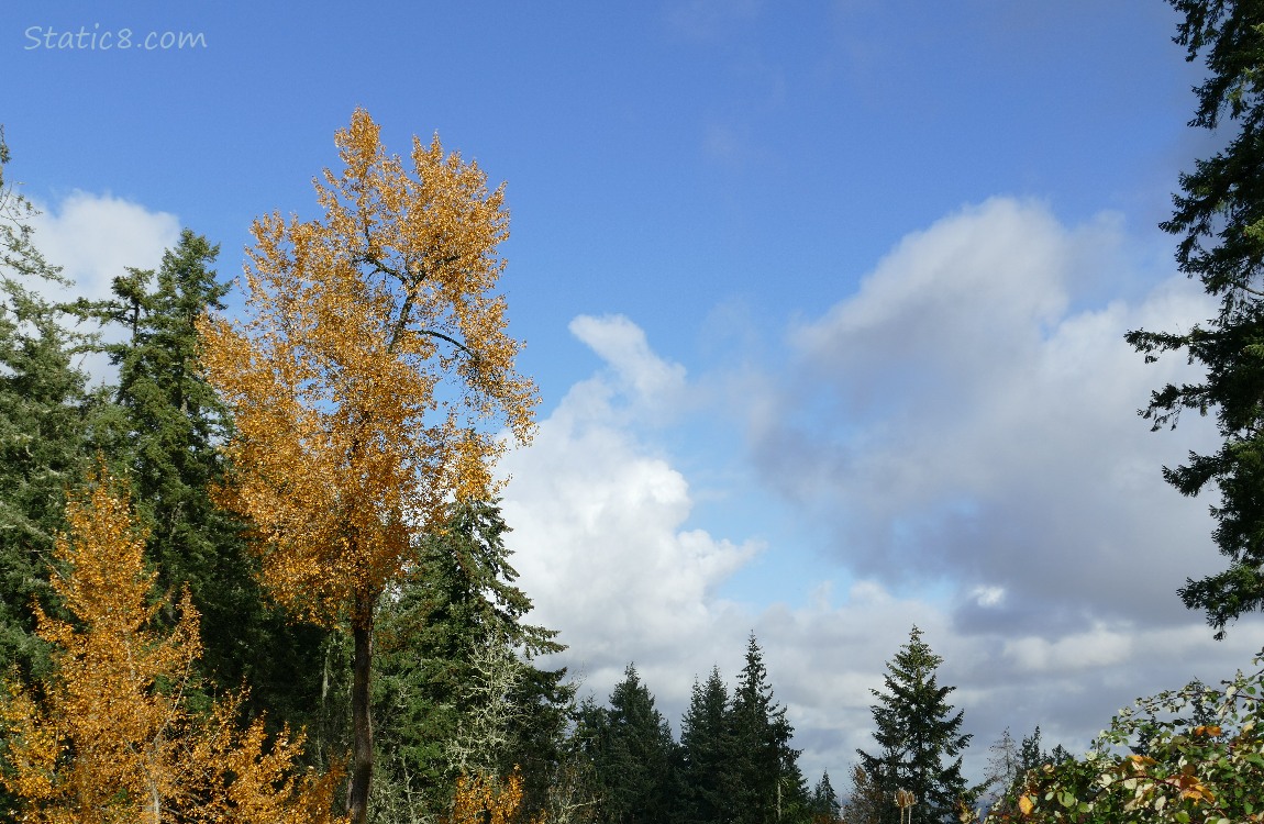 Autumn trees and a blue sky with puffy white clouds