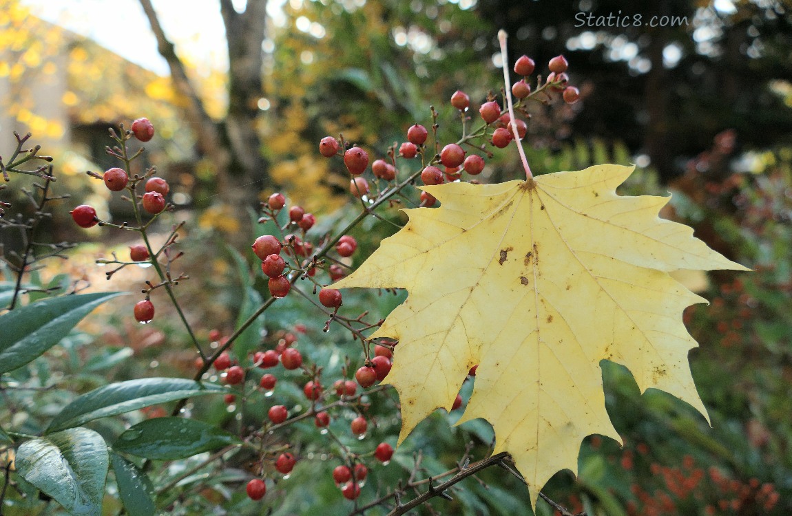 Yellow maple leaf caught in the twigs of a berry bush