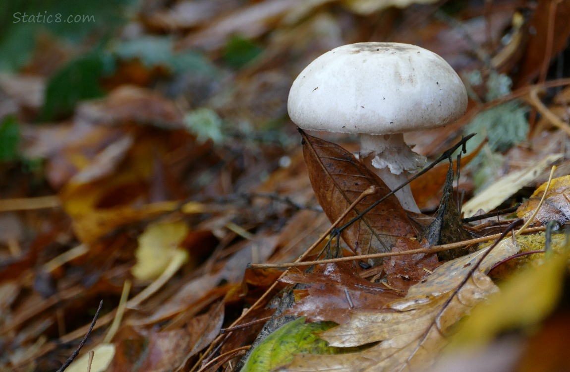 Mushroom growing from the forest floor