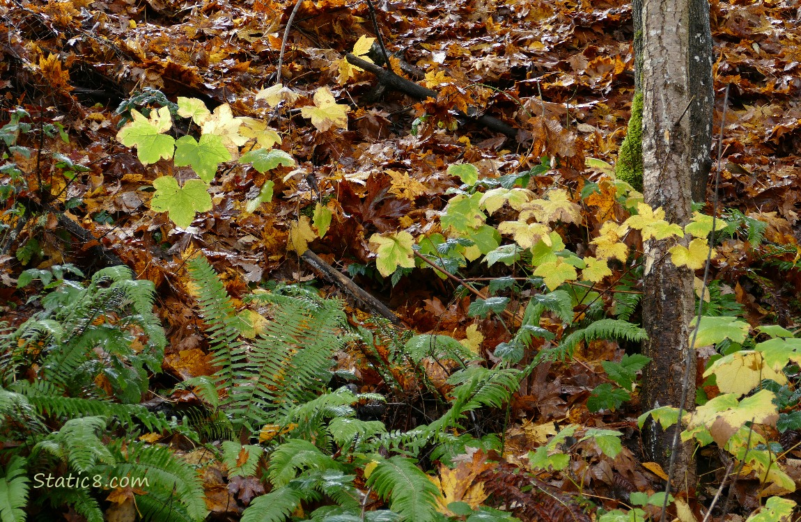 Thimbleberry growing with ferns on the side of a hill with fallen autumn leaves