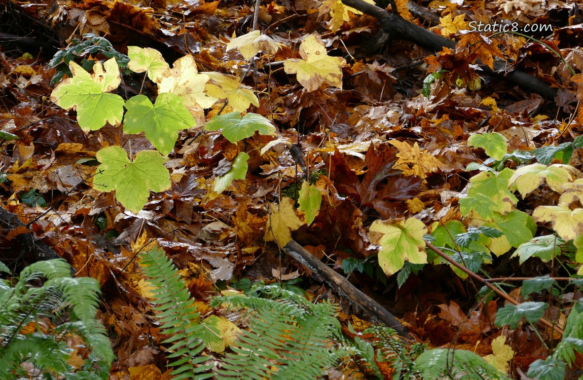 Thimbleberry growing with ferns on the side of a hill with fallen autumn leaves