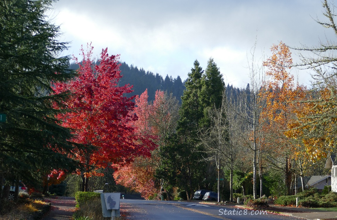 Autumn trees lining a neighborhood street