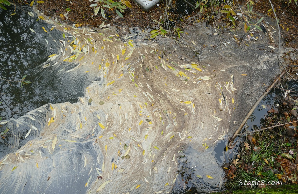 Foam floating in the creek