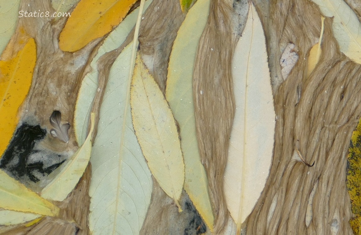 Leaves in creek foam