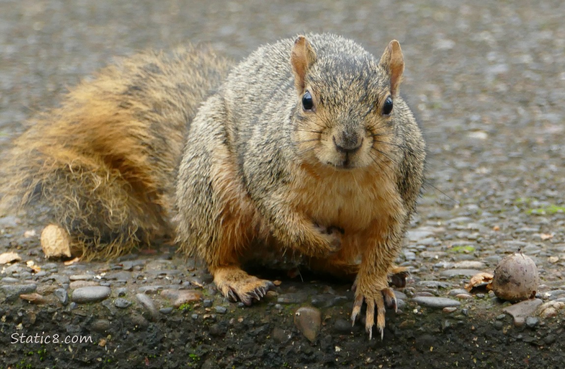 Squirrel sitting on the sidewalk