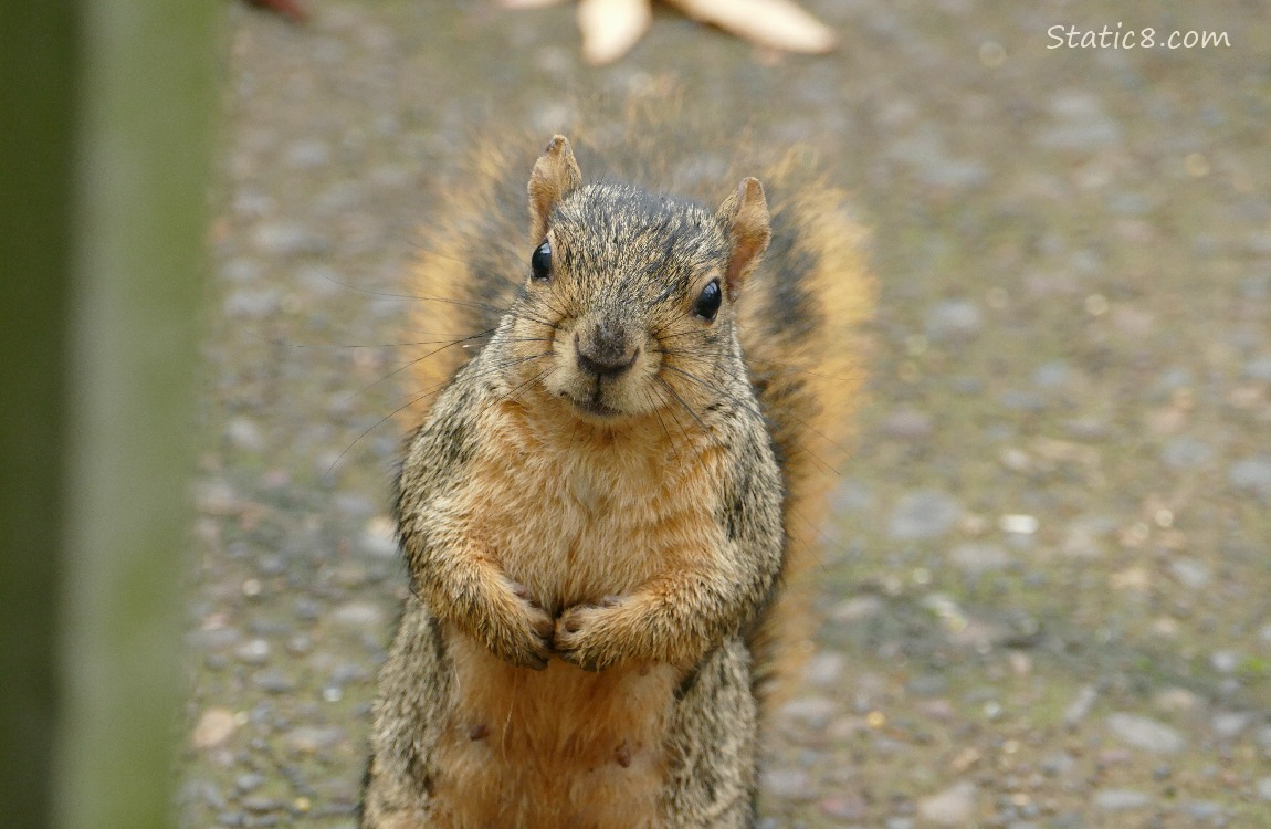 Squirrel standing