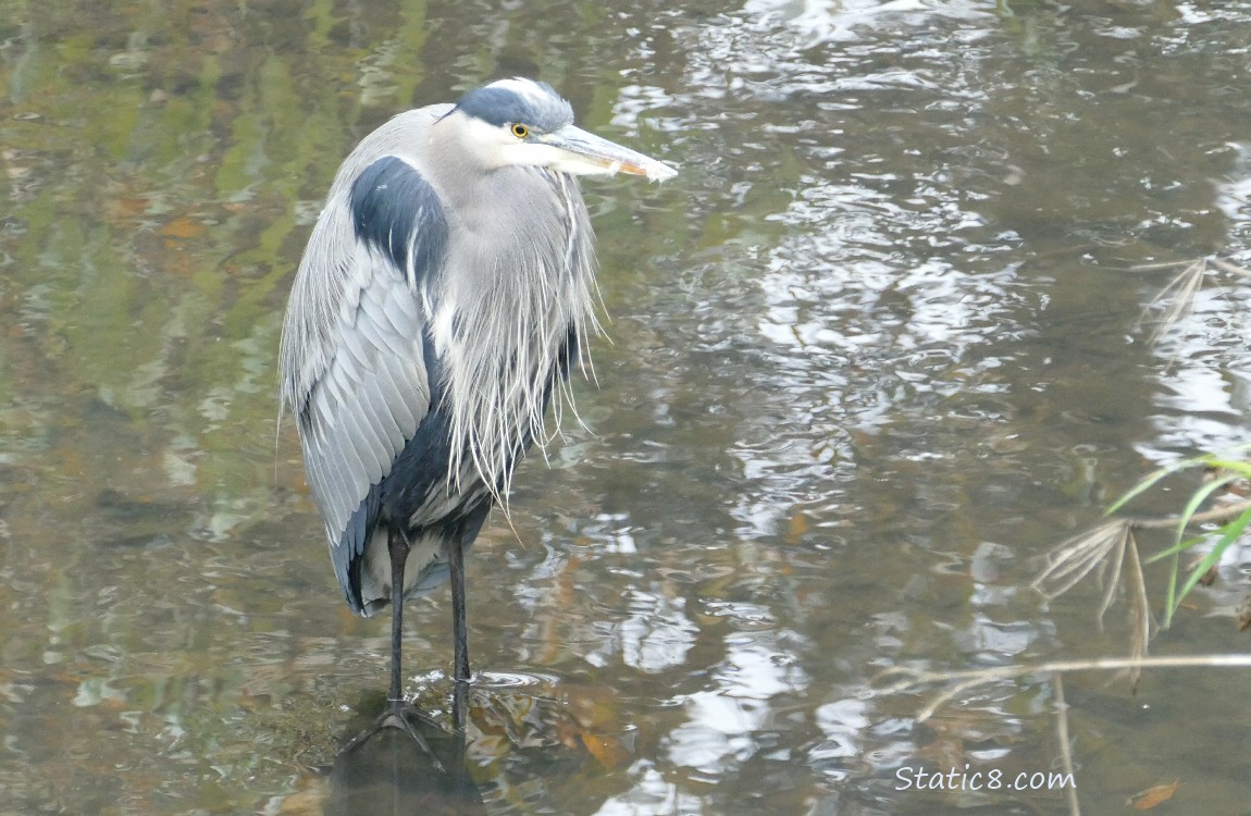 Great Blue Heron standing in shallow water