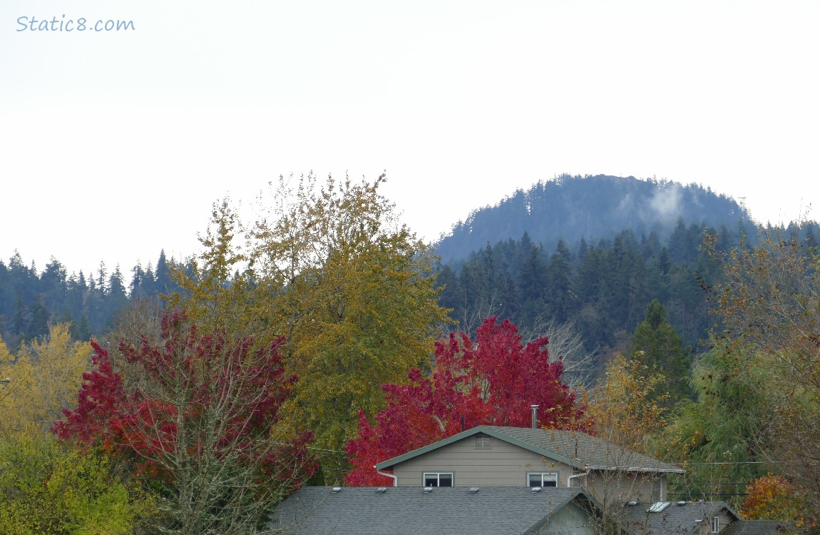 trees on the hill