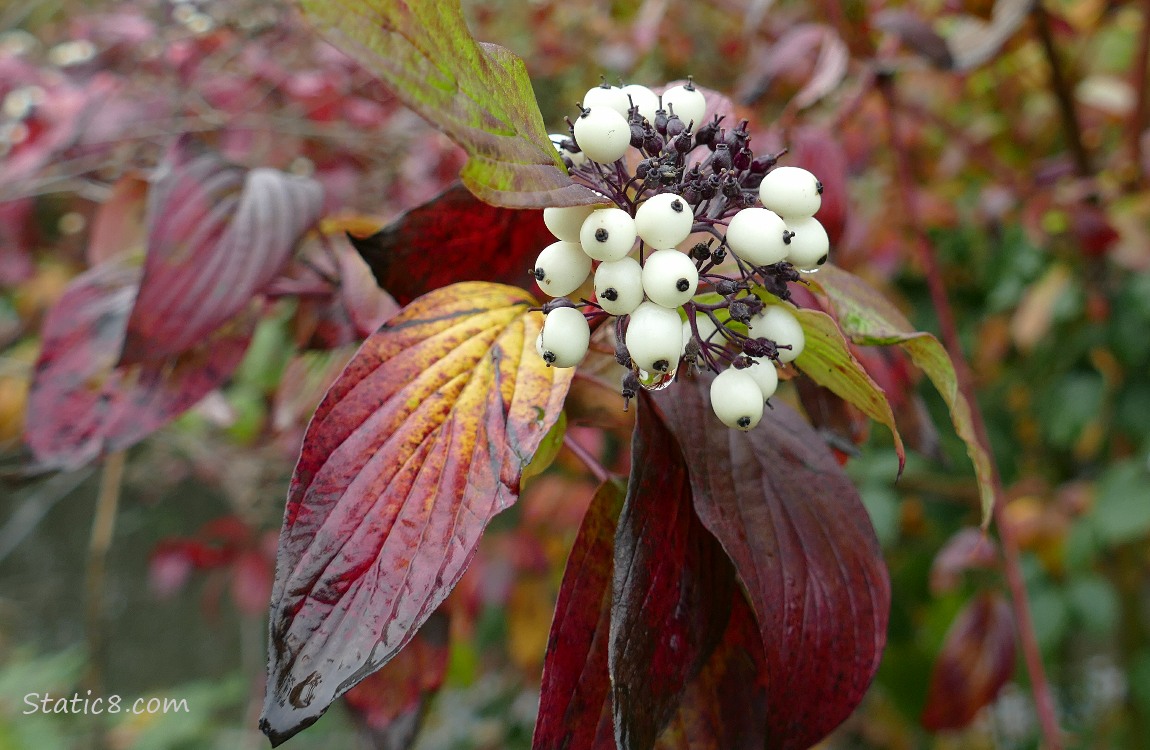 Red Osier Dogwood berries