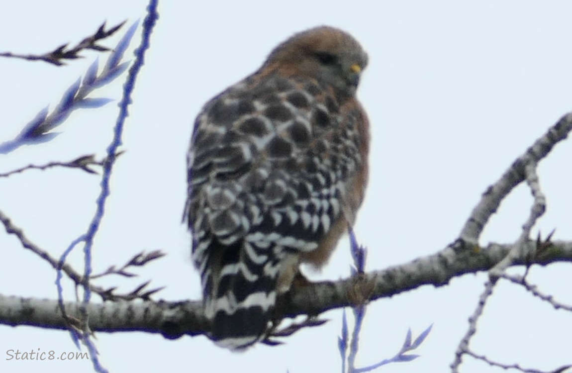 Red Shoulder Hawk standing in a winter bare tree