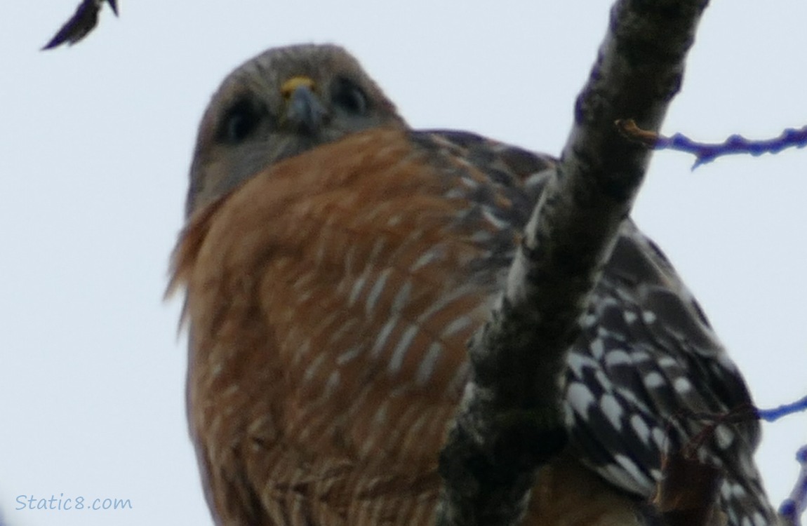 Red Shoulder Hawk looking down from a branch