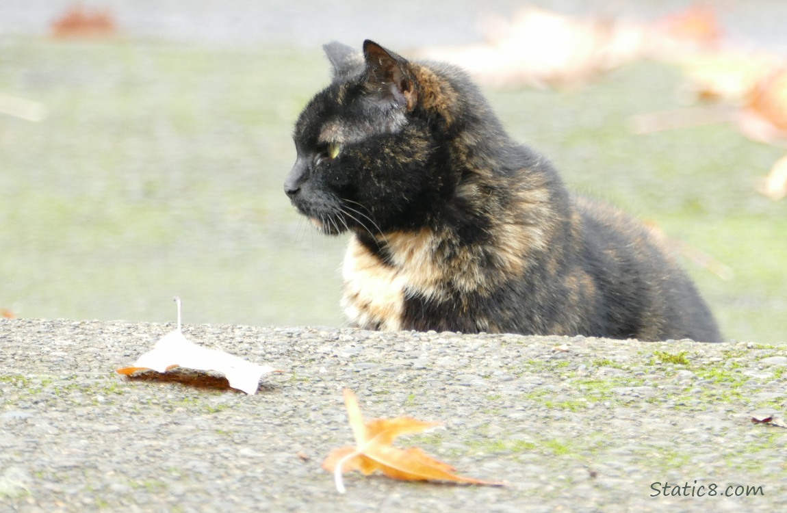 Tortishell cat standing behind a sidewalk