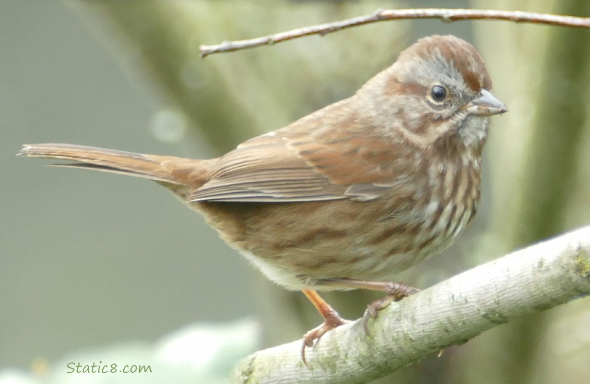 Song Sparrow standing on a branch