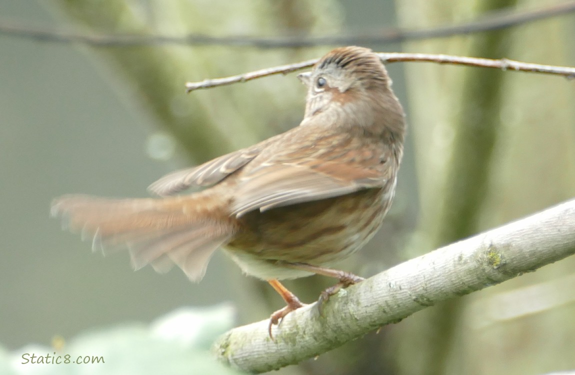 Song Sparrow standing on a branch, shaking her tail