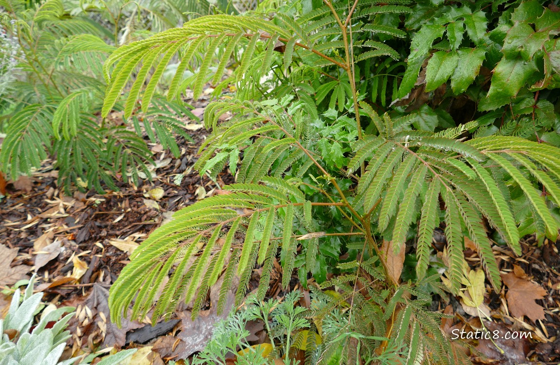 Mimosa sapling