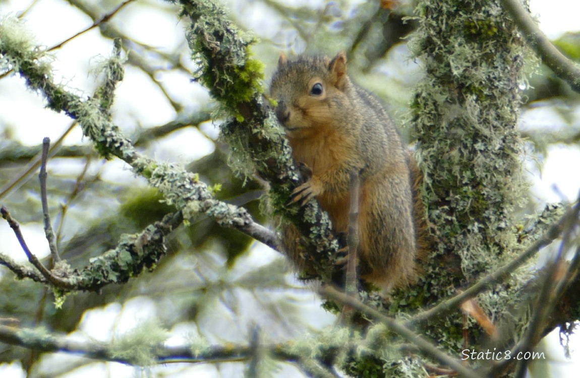 Squirrel laying on a mossy tree branch