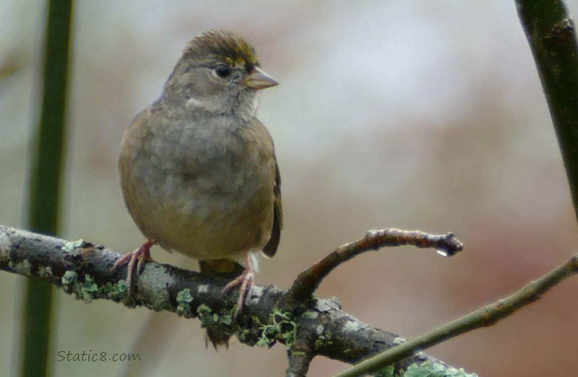 Golden Crown Sparrow standing on a twig