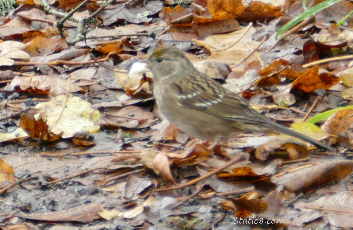 Sparrow standing on fallen leaves, holding a Snow Berry in their beak