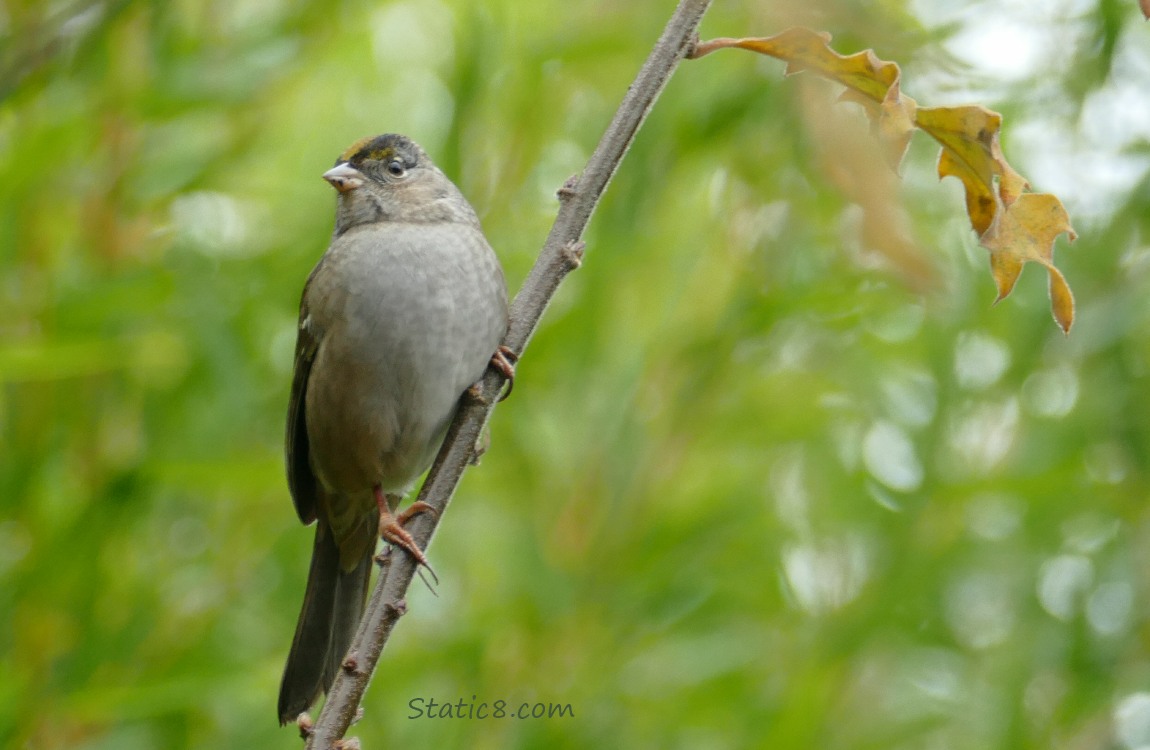 Golden Crown Sparrow standing on a twig with green leaves in the background