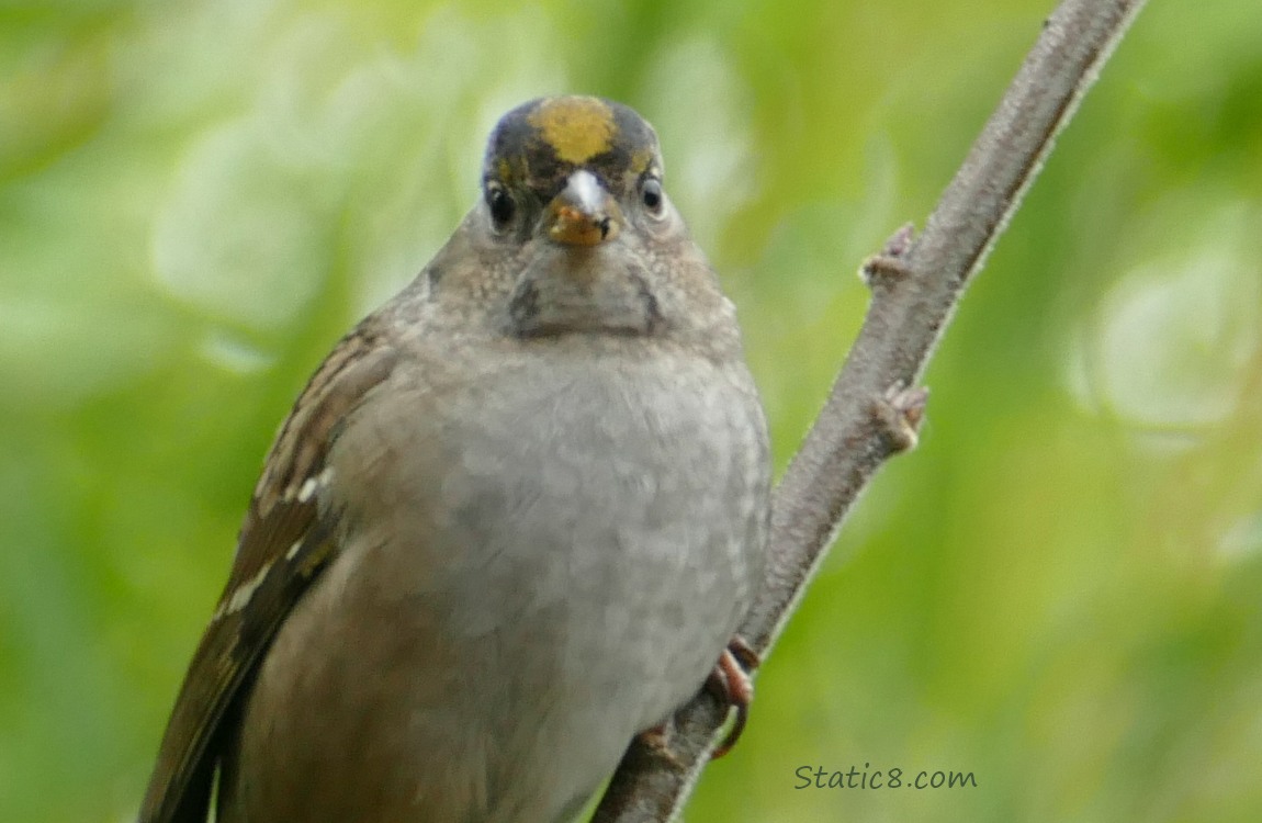 Close up of a Golden Crown Sparrow standing on a twig with green leaves in the background