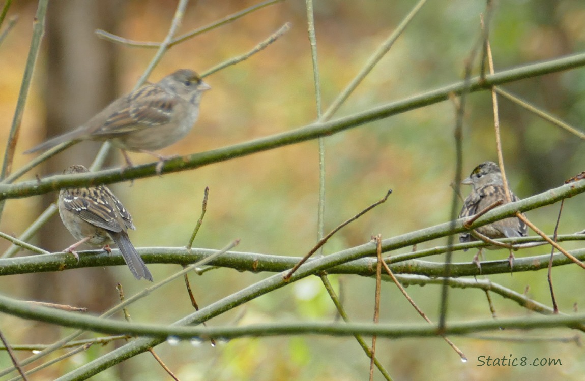 Sparrows standing on twigs in the rain