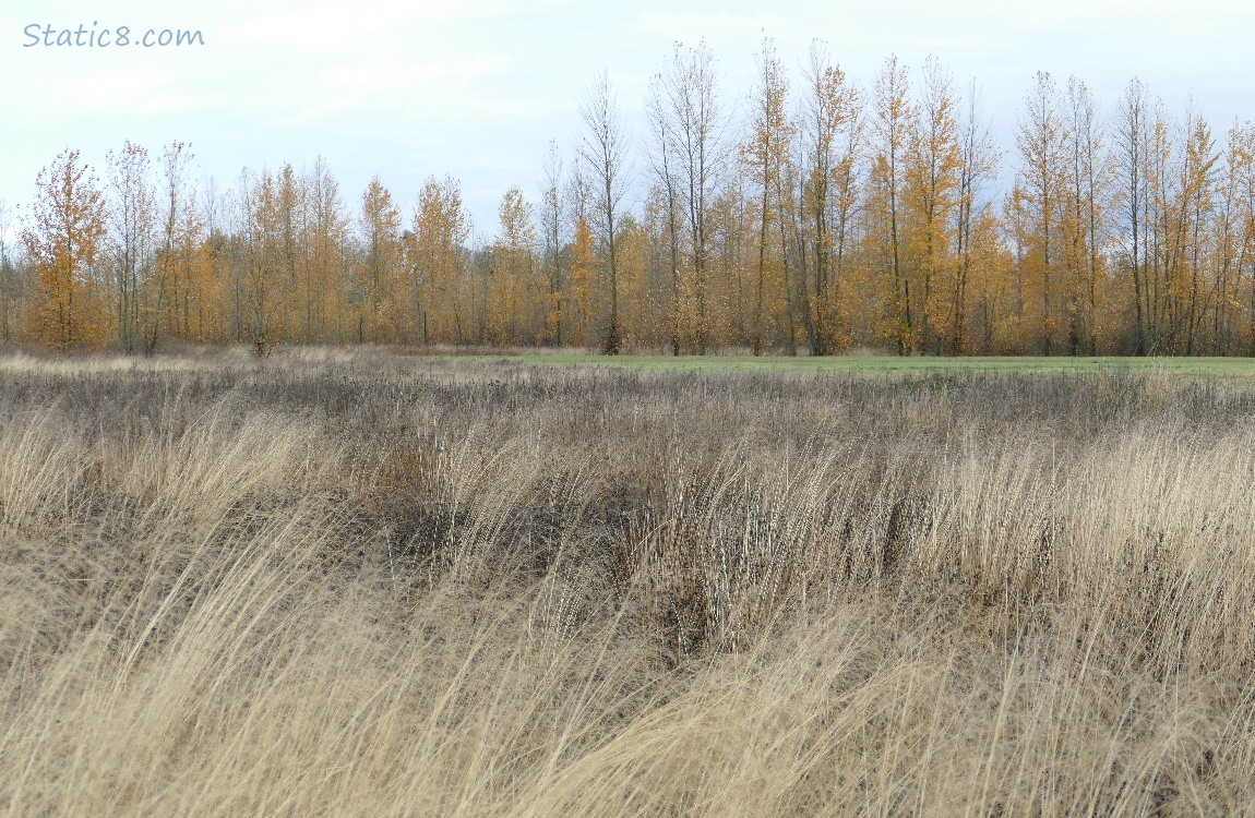 Grasses with trees in the distance