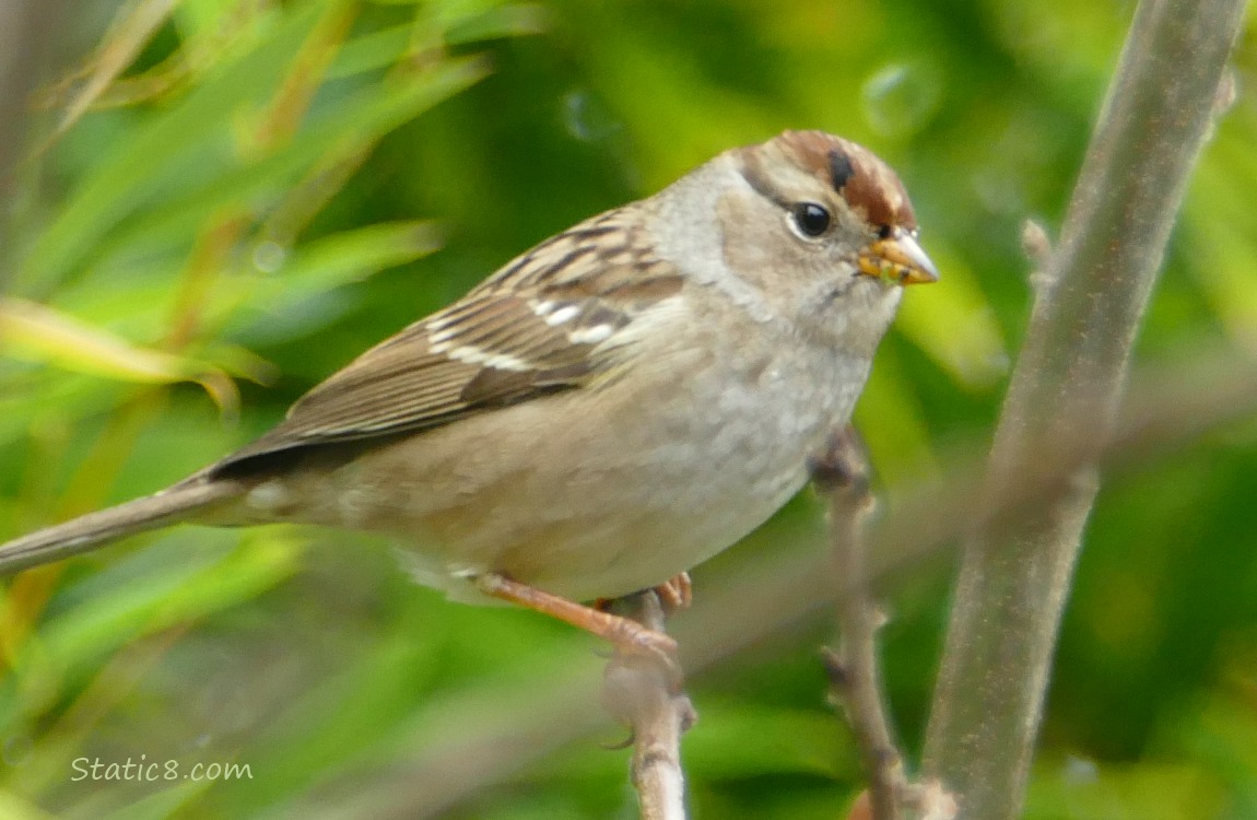 White Crown Sparrow standing on a twig with green bamboo leaves in the background