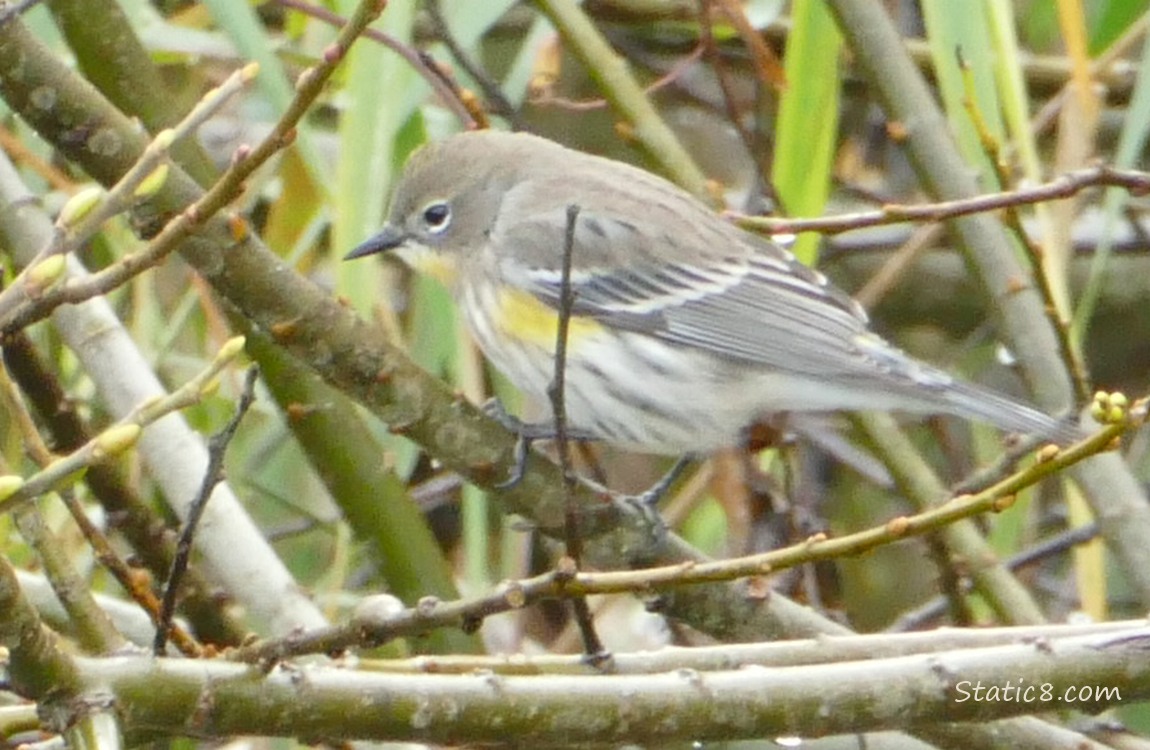 Yellow Rump Warbler standing on a twig in a bush