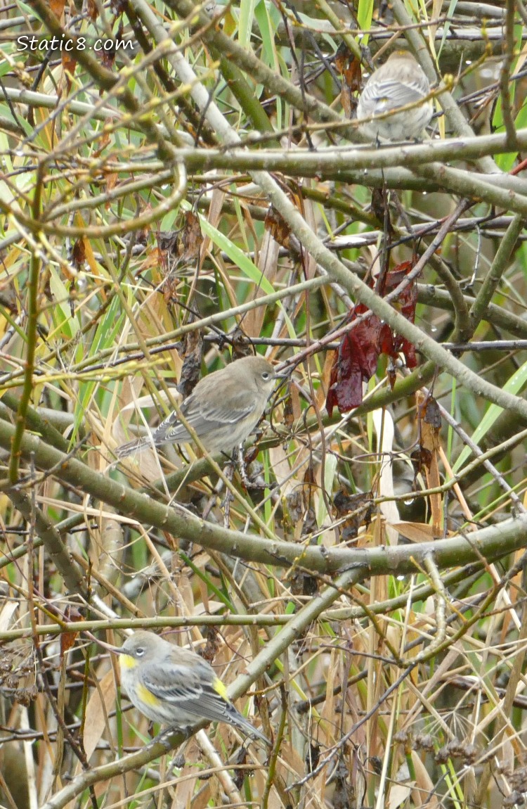 Yellow Rumped Warblers standing on twigs in a bush