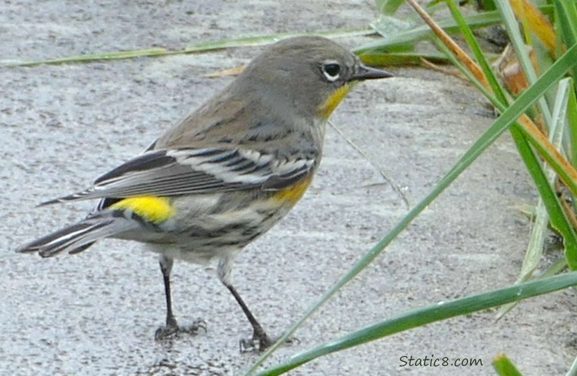 Yellow Rump Warbler standing on the side walk, looking into the grass