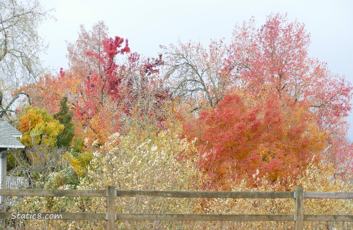 Autumn trees over the Community Garden fence