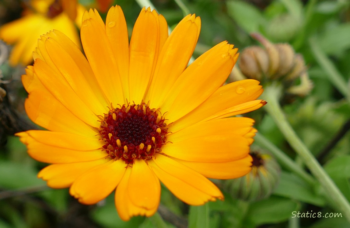 Orange Calendula bloom