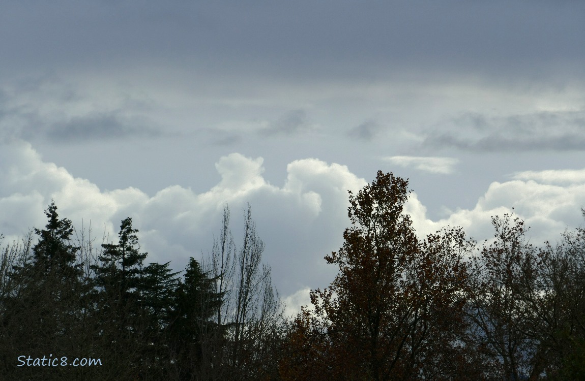 Clouds over the trees