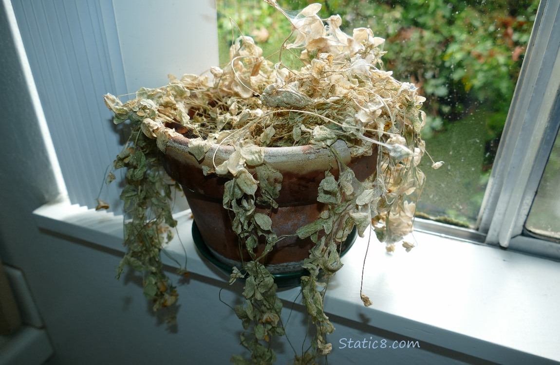 Dead Petunias in a pot on the window sill