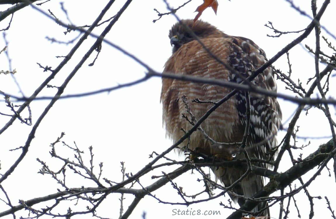 Red Shoulder Hawk standing in a tree