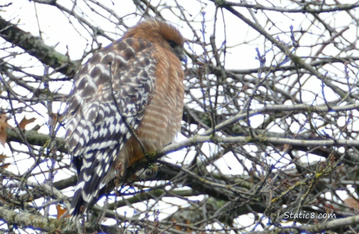 Red Shoulder Hawk standing in a tree